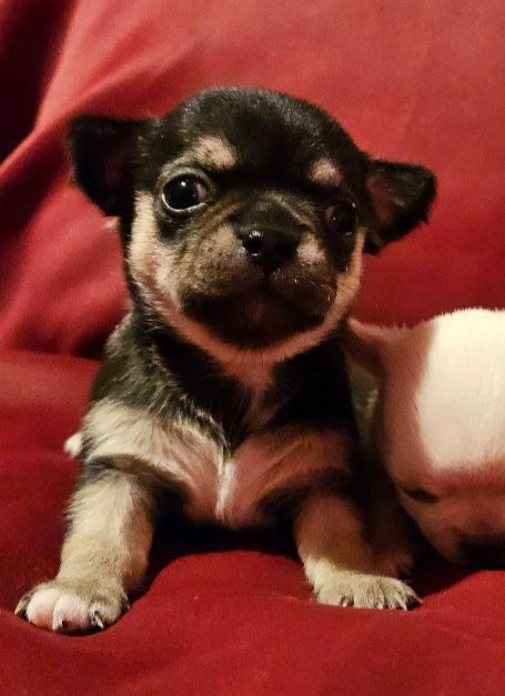 Des Perles D'Aurore - Chiot disponible  - Chihuahua