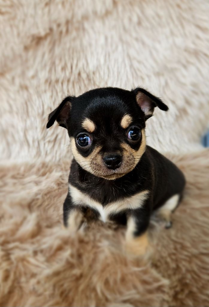 Des Perles D'Aurore - Chiot disponible  - Chihuahua