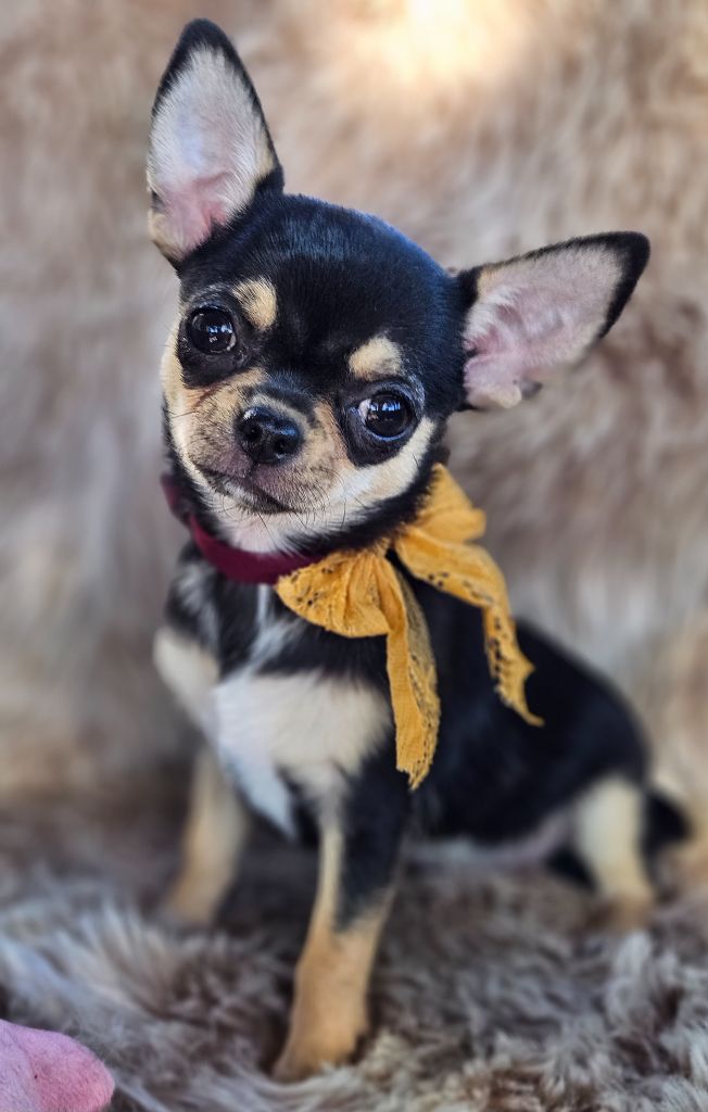 Des Perles D'Aurore - Chiot disponible  - Chihuahua