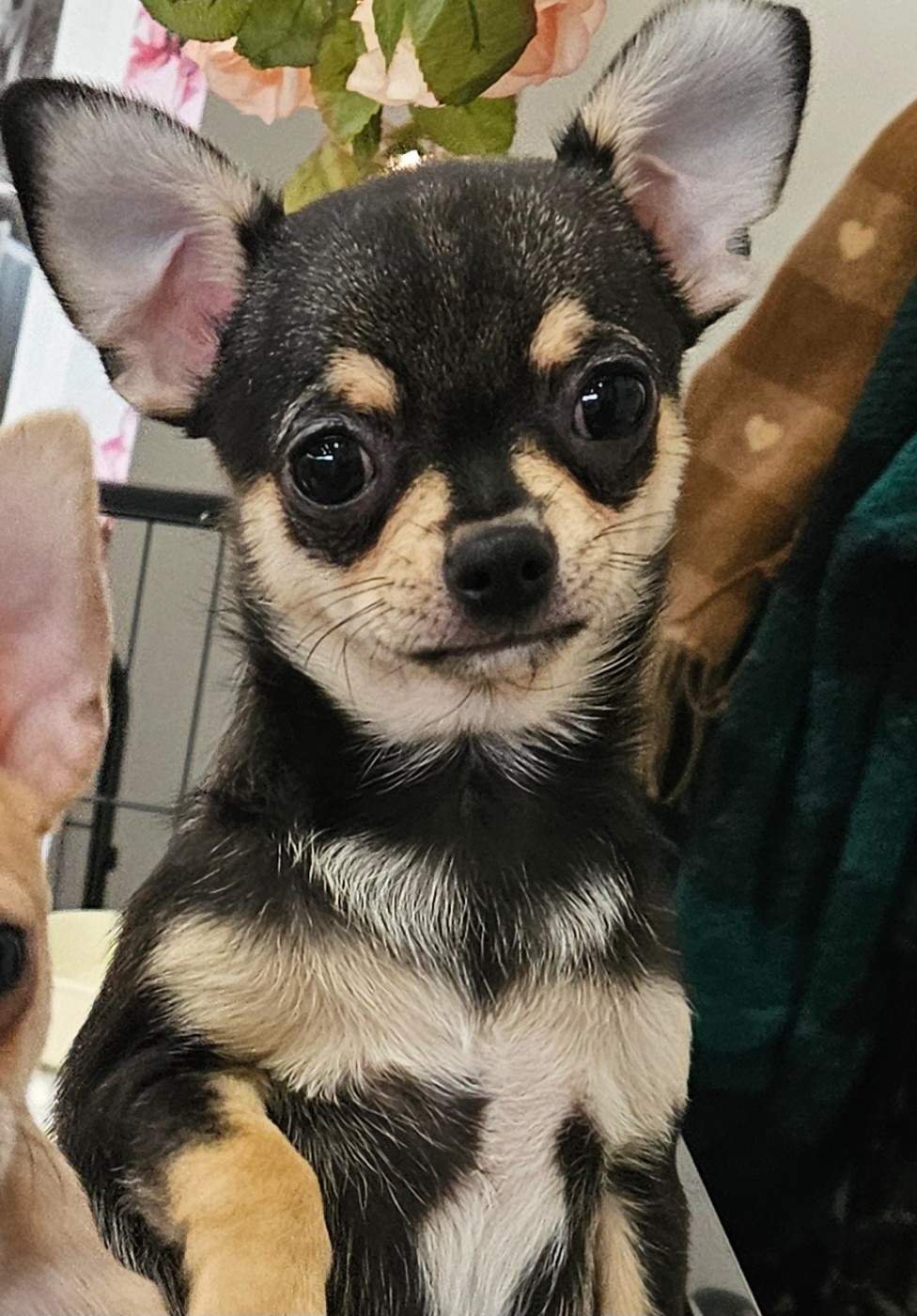 Des Perles D'Aurore - Chiots disponibles - Chihuahua