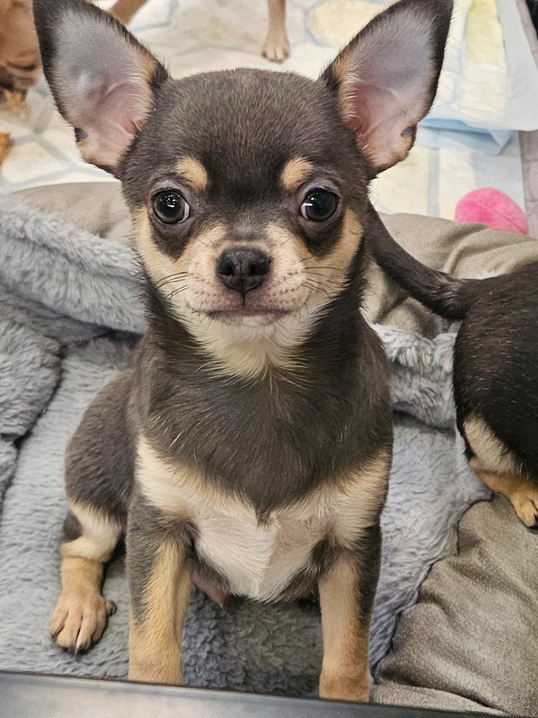 Des Perles D'Aurore - Chiots disponibles - Chihuahua