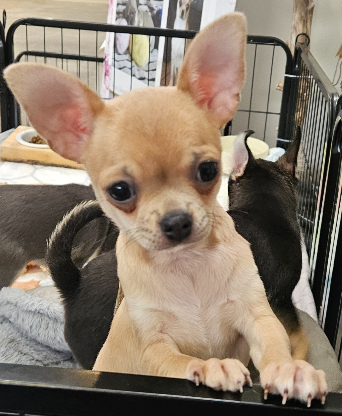 Des Perles D'Aurore - Chiots disponibles - Chihuahua