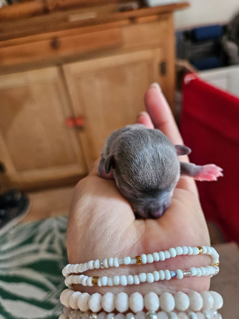 Des Perles D'Aurore - Chiots disponibles - Chihuahua