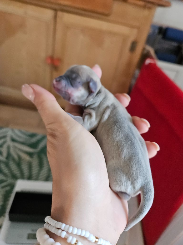 Des Perles D'Aurore - Chiots disponibles - Chihuahua