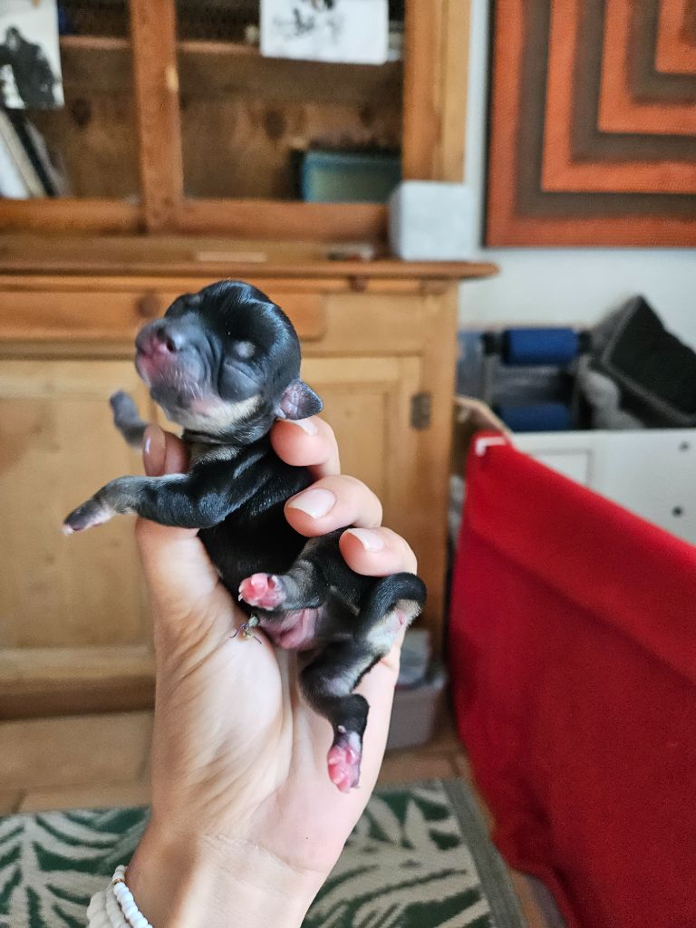 Des Perles D'Aurore - Chiots disponibles - Chihuahua